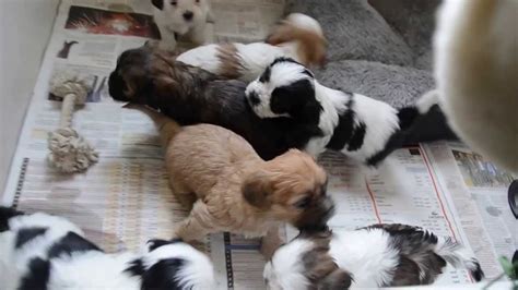 sis2.pup|puppies te koop bij particulieren.